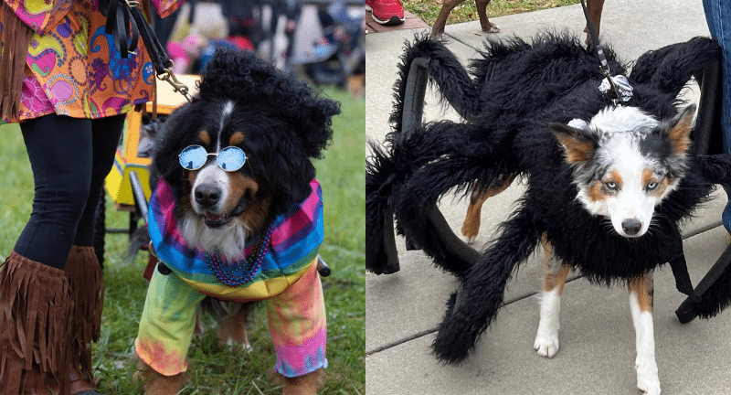 Annual Howl-O-Ween Pet Parade Returns for 21st Year in Black Mountain