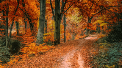 Embrace the Magic of Autumn in Black Mountain, NC