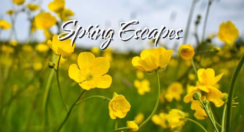 Spring Escapes: Exploring Black Mountain & Swannanoa Valley 2025